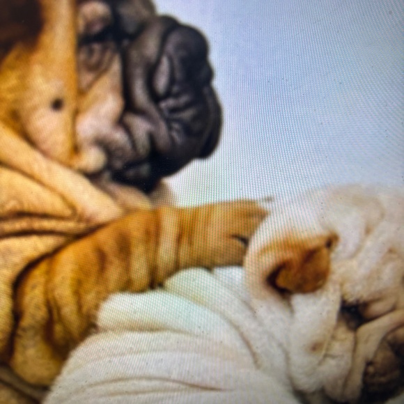 ANUSCHKA CALCUTTA INDIA-NWT $158.00 MASTERPIECE PAINTING TOOK 6 WEEKS - Picture 16 of 16